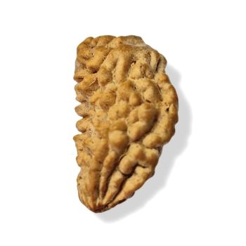 Rudraksha - Rudraksza 1 twarzy (Mukhi) Bardzo rzadki